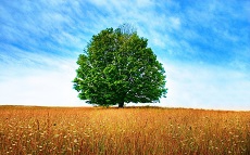 Дерево на JavaScript
